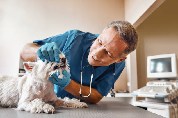 Best Walk-In Emergency Dental Services in Lifornia City, CA